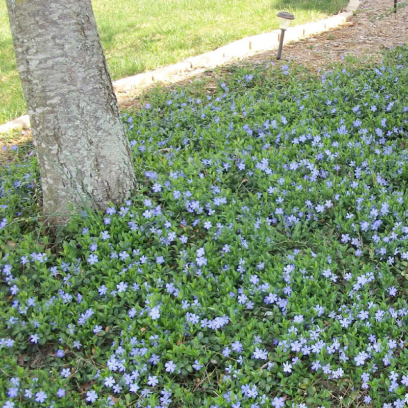 Pervenche pourpre plante couvre-sol