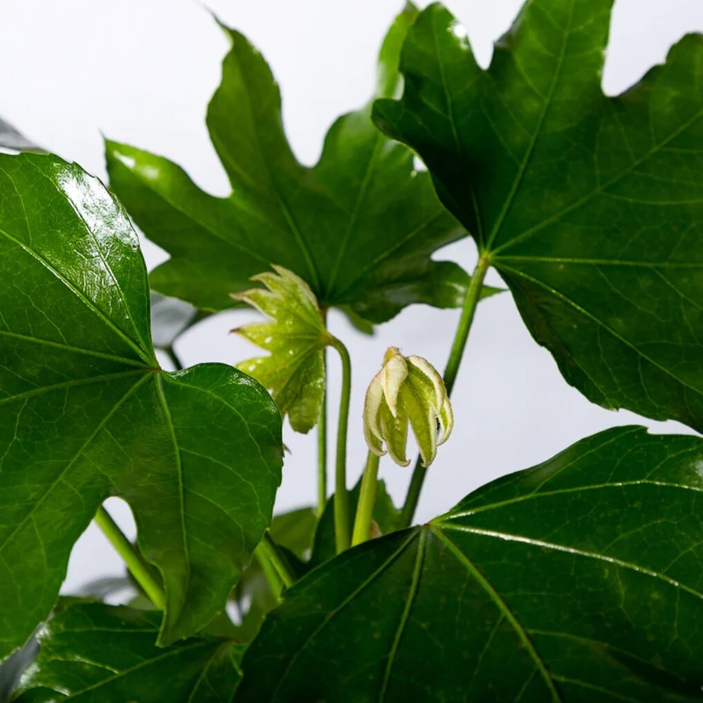 Fatsia japonica feuille