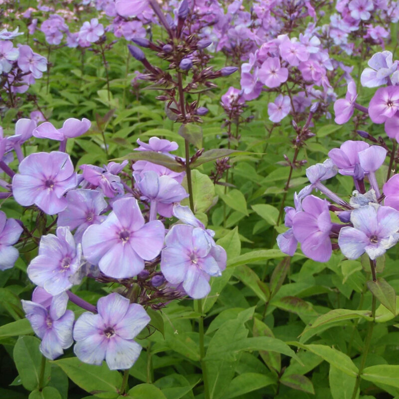 Phlox paniculé bleu-violet