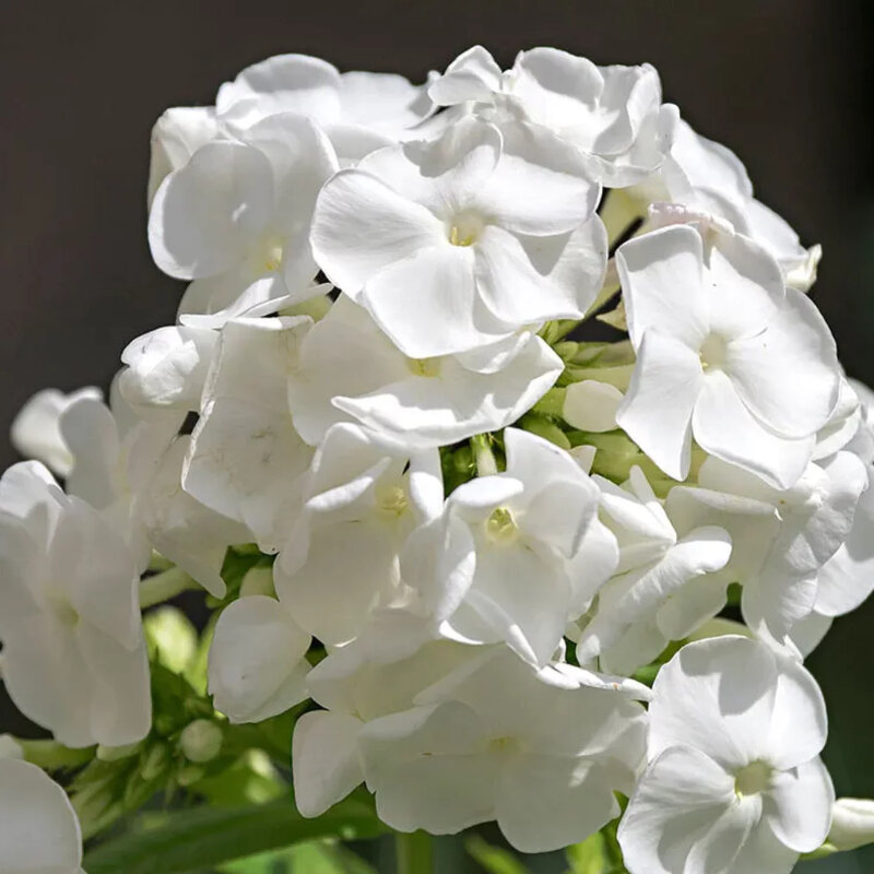 Phlox blanc fleurs