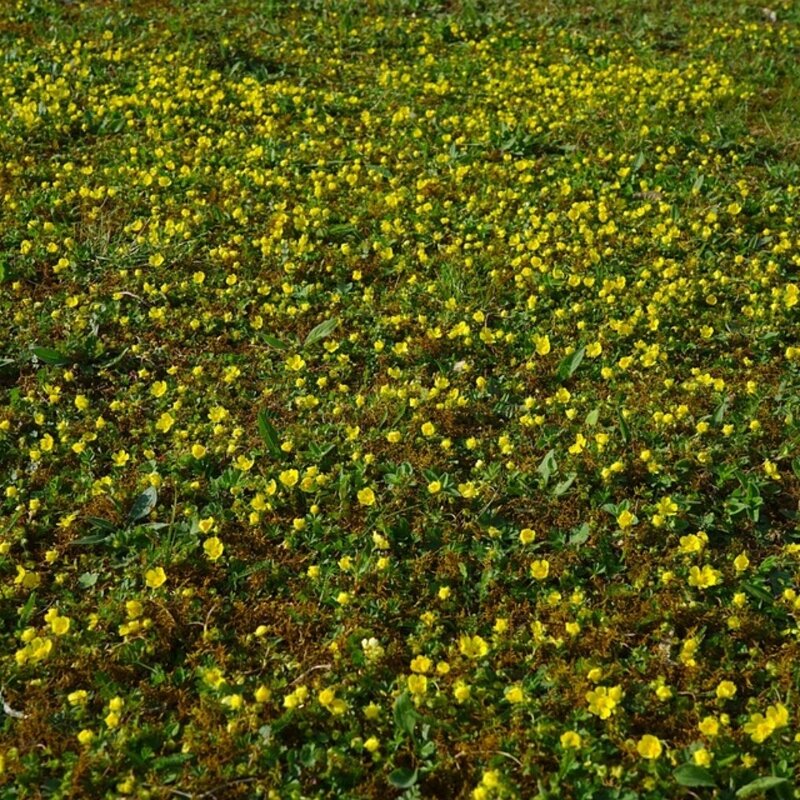 Fraisier stérile couvre-sol