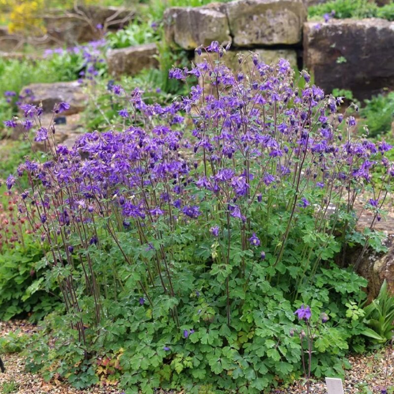 Ancolie commune dans le jardin