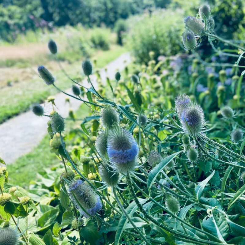 Cardère sauvage dans la bordure