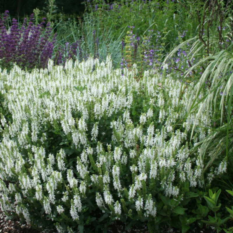 Salvia nemorosa « Schneehügel »