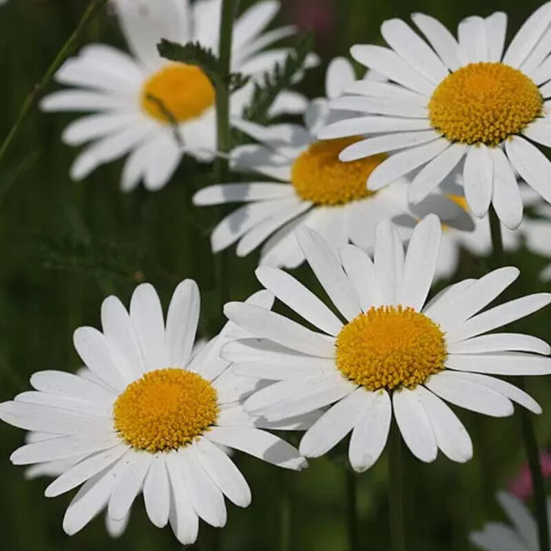 Marguerite blanche fleurs