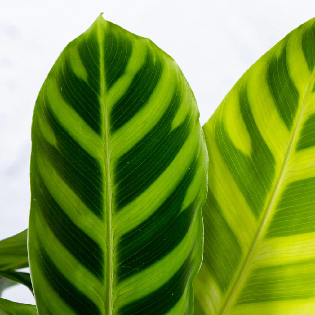 Feuilles rayées du paon zébré