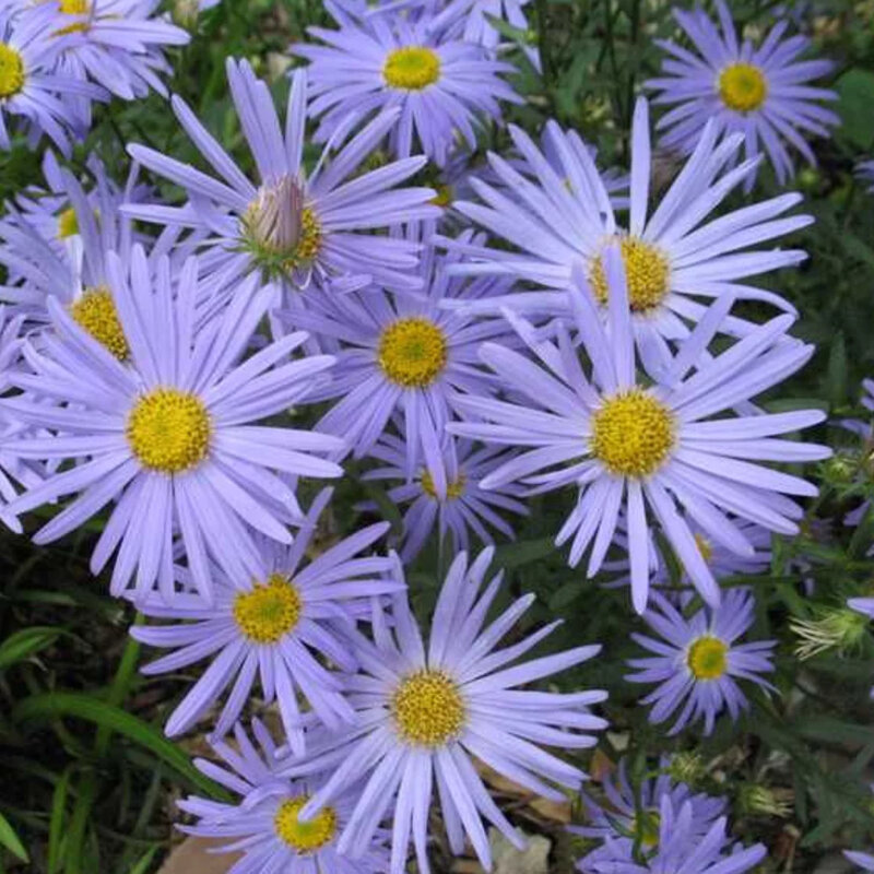 Aster d'été bleu fleurs