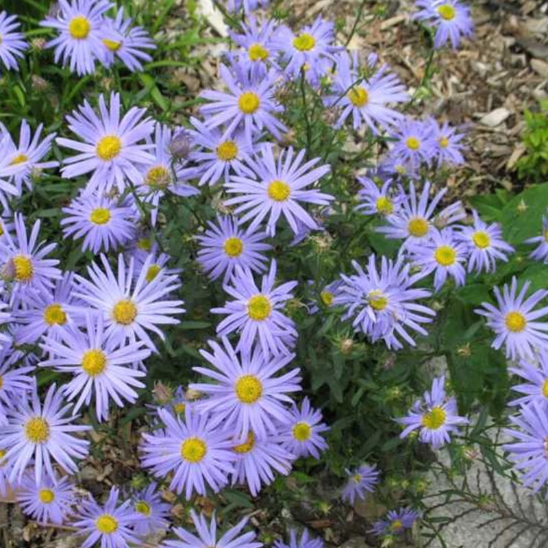 Aster d'été bleu 