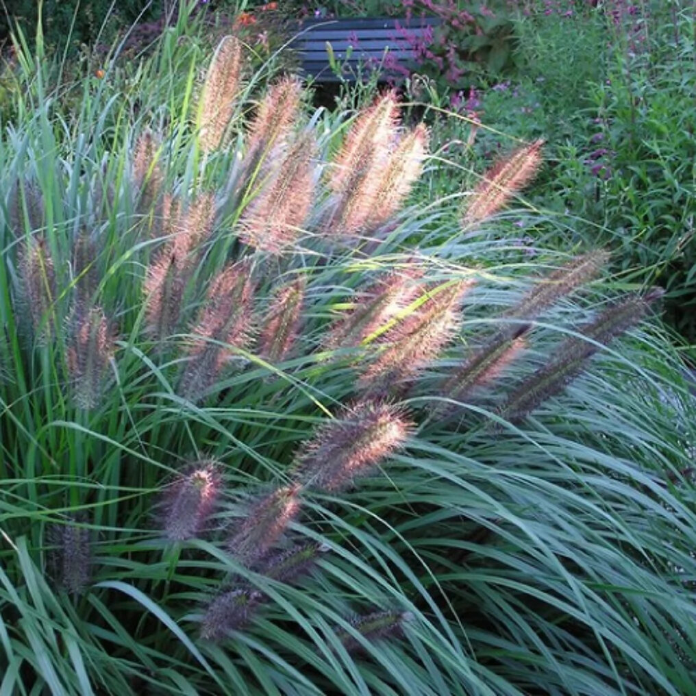 Herbe noire aux écouvillons 