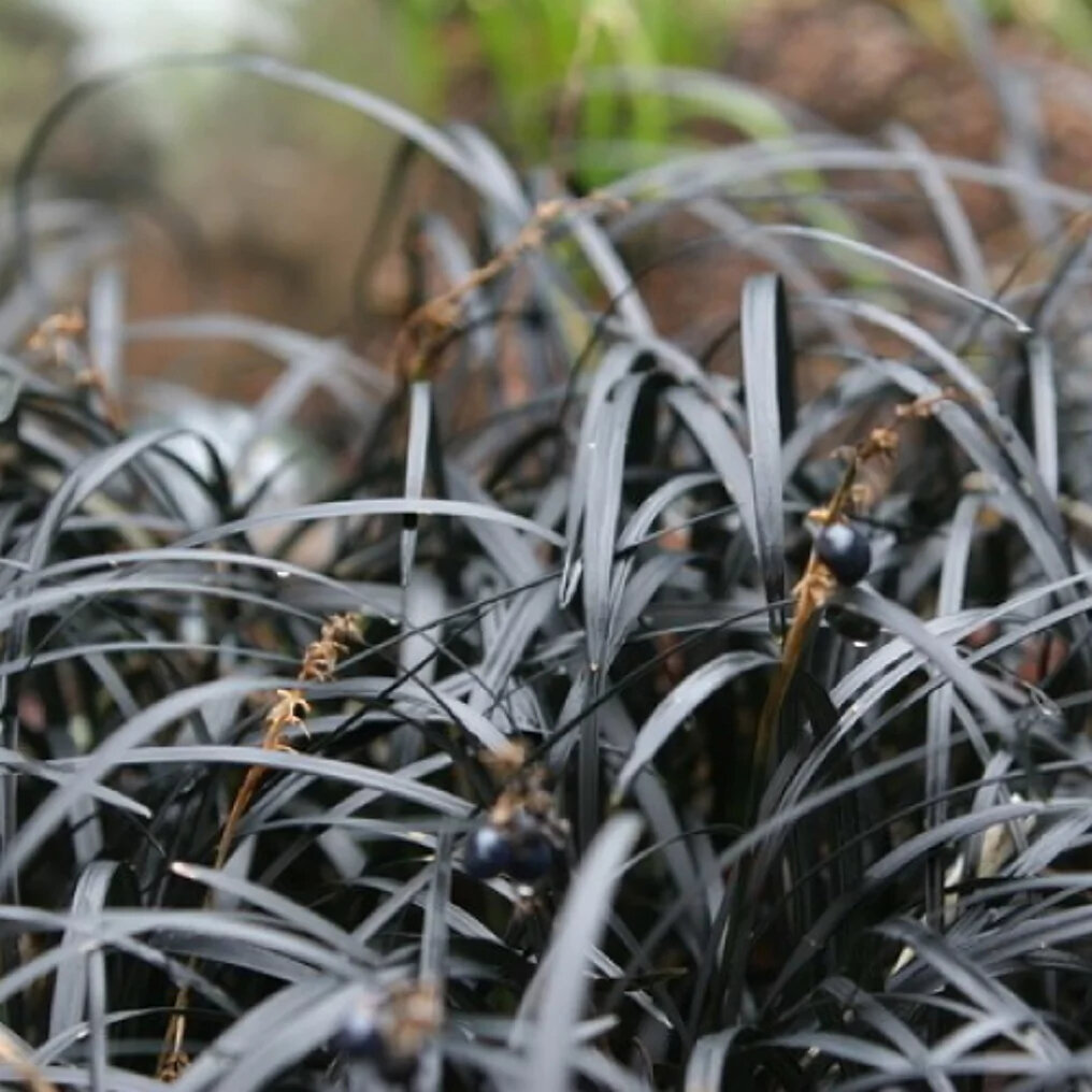 ophiopogon black dragon