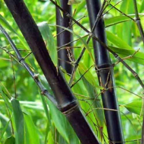 Bambou envahissant