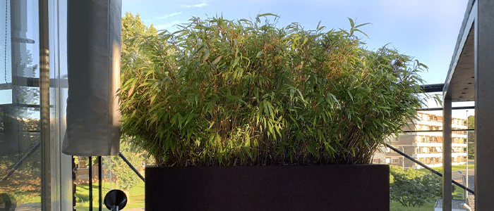 Fargesia Rufa (bambou non-invasif) en jardinière