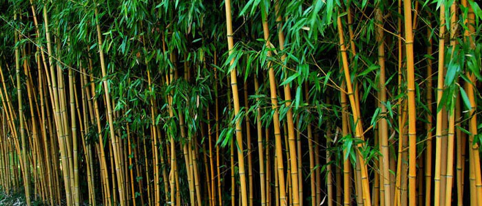 Le Phyllostachys aurea peut pousser jusqu’à 4 mètres.