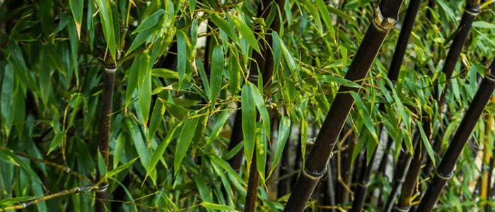 Les magnifiques tiges du Phyllostachys Nigra