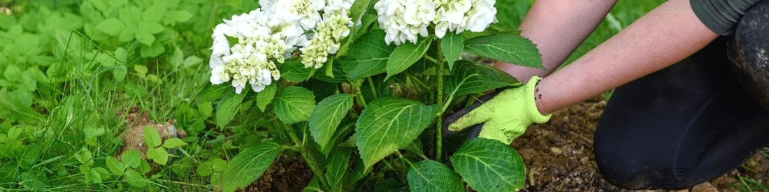 Hortensia traditionnel blanc