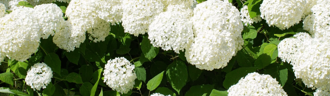 Entretien de l'hortensia: engrais, arrosage et maladies