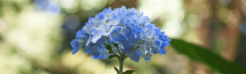 Hortensia traditionnel bleu