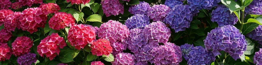 Conseils pour changer la couleur de votre hortensia