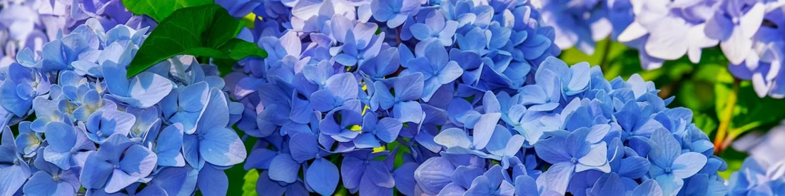 Hortensia traditionnel bleu