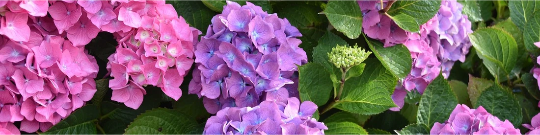 Hortensia traditionnel rose