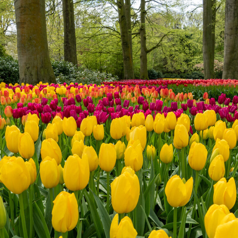 Bulbes à fleurs