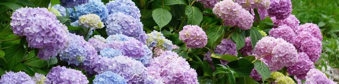 Des boutures d'hortensias comment faire?