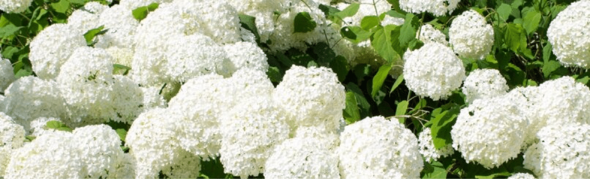 Hortensia boule de neige « Annabelle »