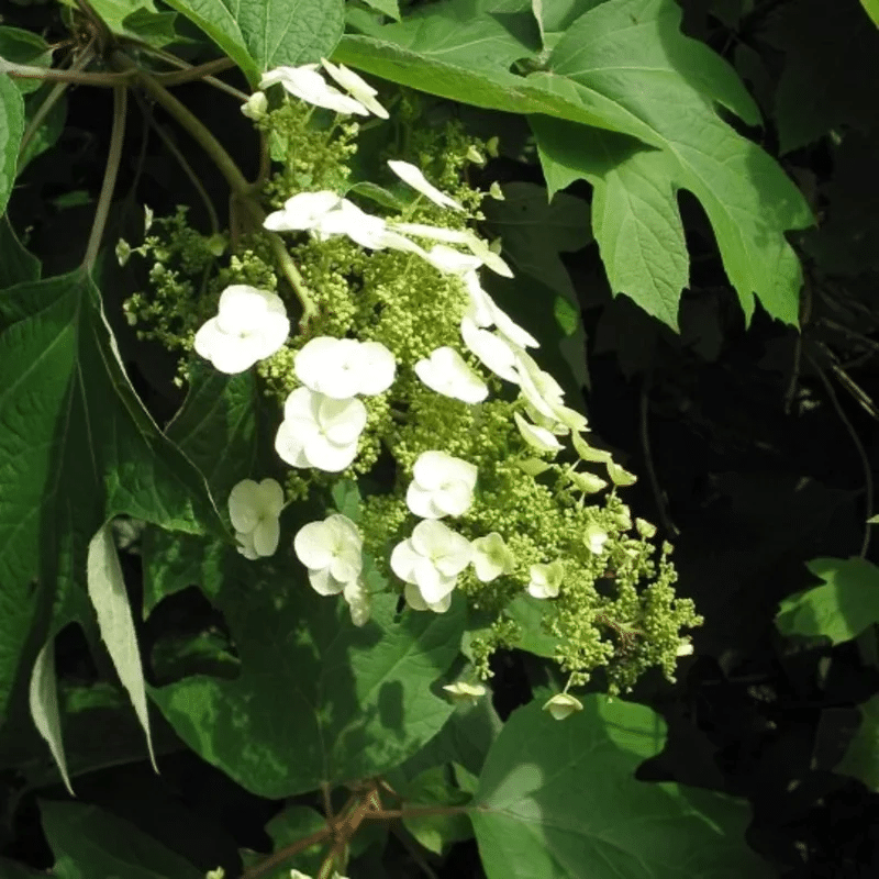 Hortensias pour être exposés au soleil