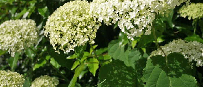 Hortensia boule de neige et hydrangea en été