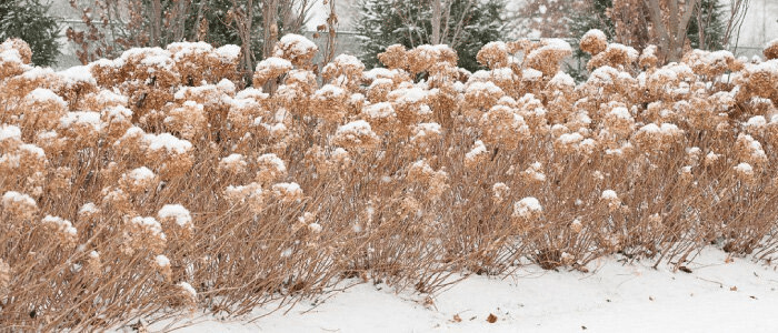 Hortensia boule de neige et hydrangea en hiver