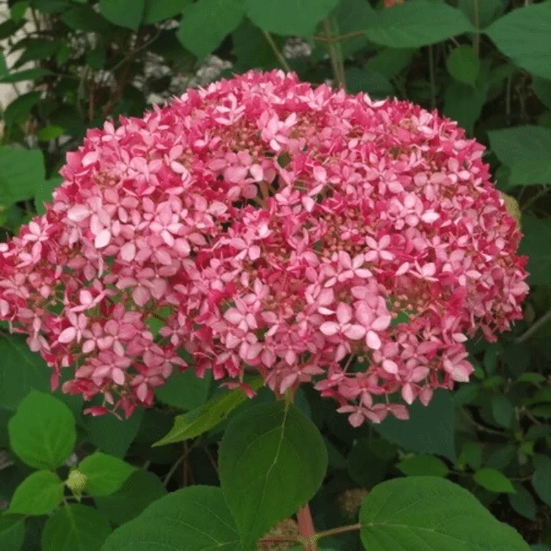 Hortensia boule