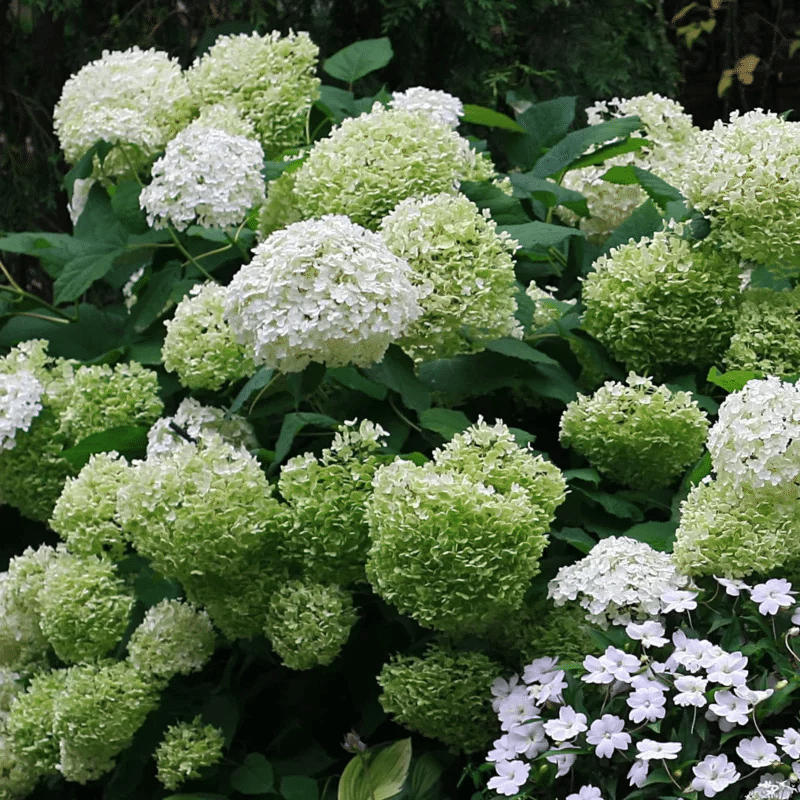 Hortensias pour être exposés à l'ombre