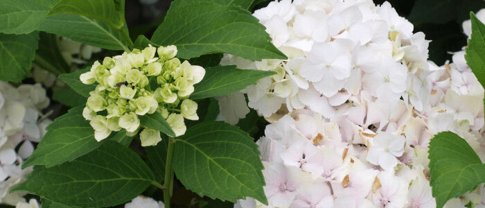 Hortensia champêtre en été