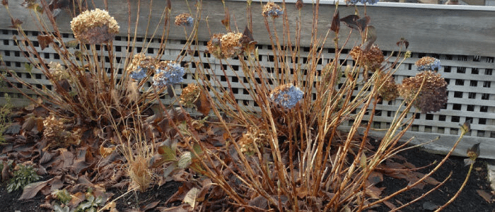 Hortensia champêtre en hiver