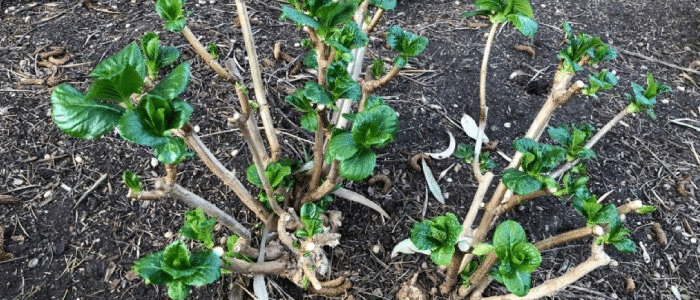 Hortensia champêtre taillé