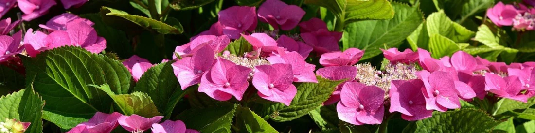 Quand déplacer, transplanter ou rempoter un hortensia ?