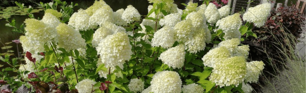 Hortensia boule de neige « Incrediball »