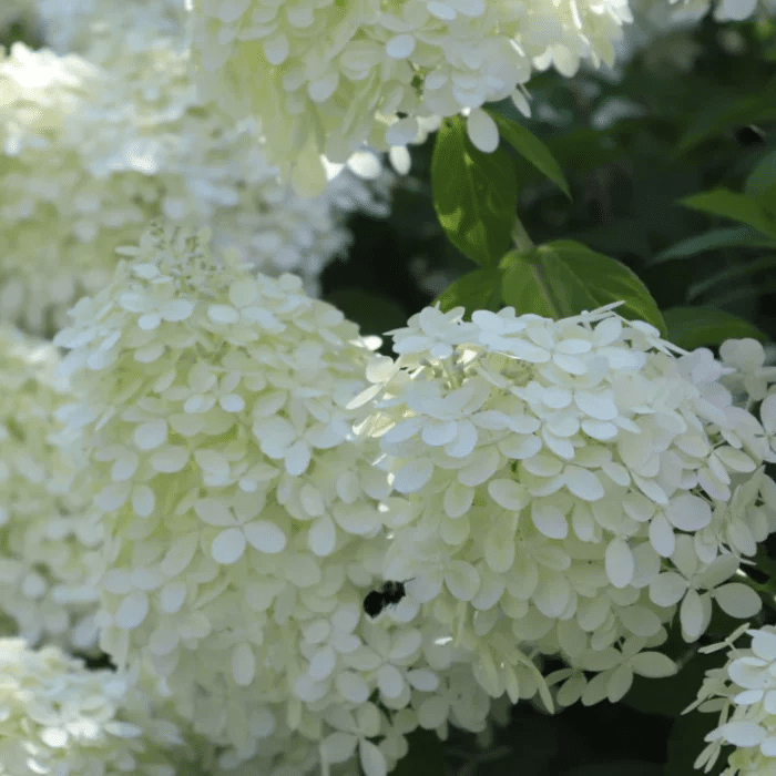 Hortensias blancs