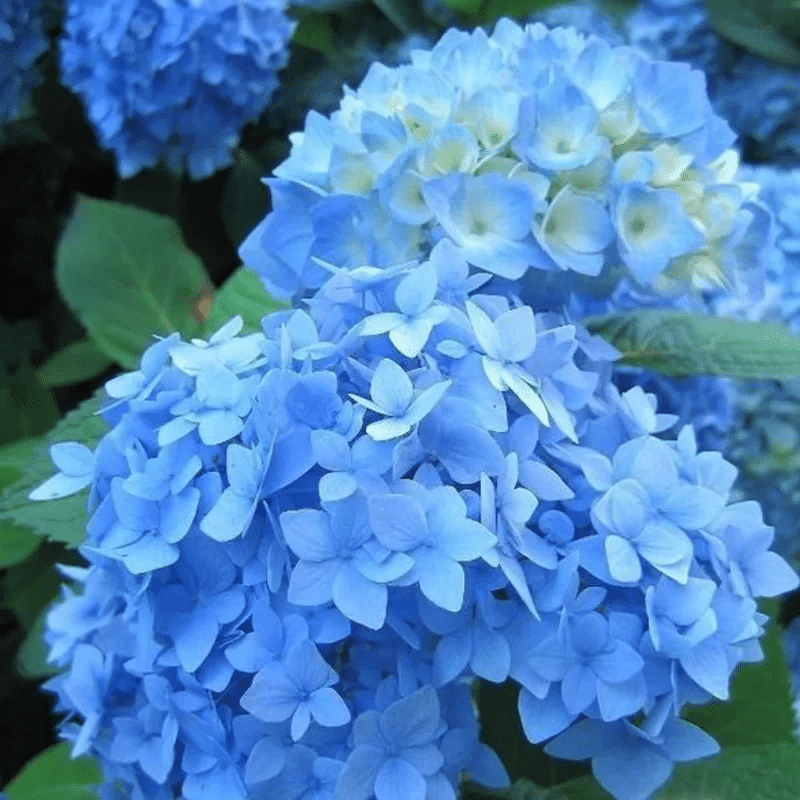 Hortensias à longue floraison