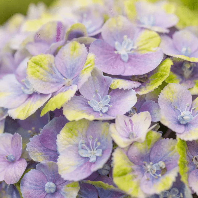 Hortensias violets