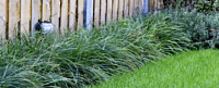 La plante de jardin idéale pour l’ombre