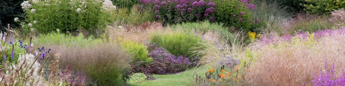 Planter des graminées ornementales : une oasis de verdure dans votre jardin