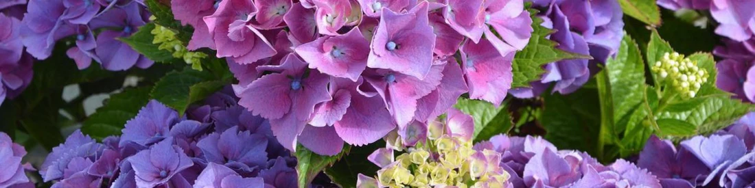 Planter un hortensia: quand et comment ?