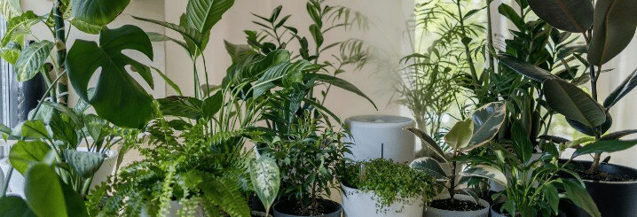 Nos conseils pour prendre soin de plantes d'intérieur en hiver !