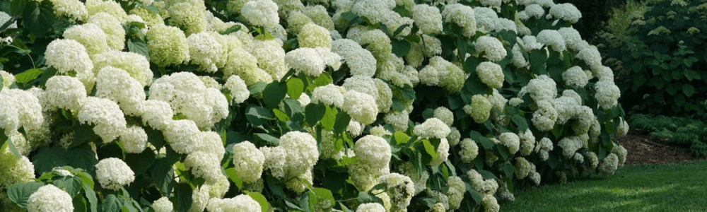 Taille des hortensias: comment et quand commencer ?