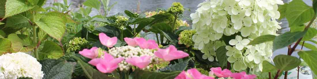 Différentes variétés d'hortensia pour votre jardin