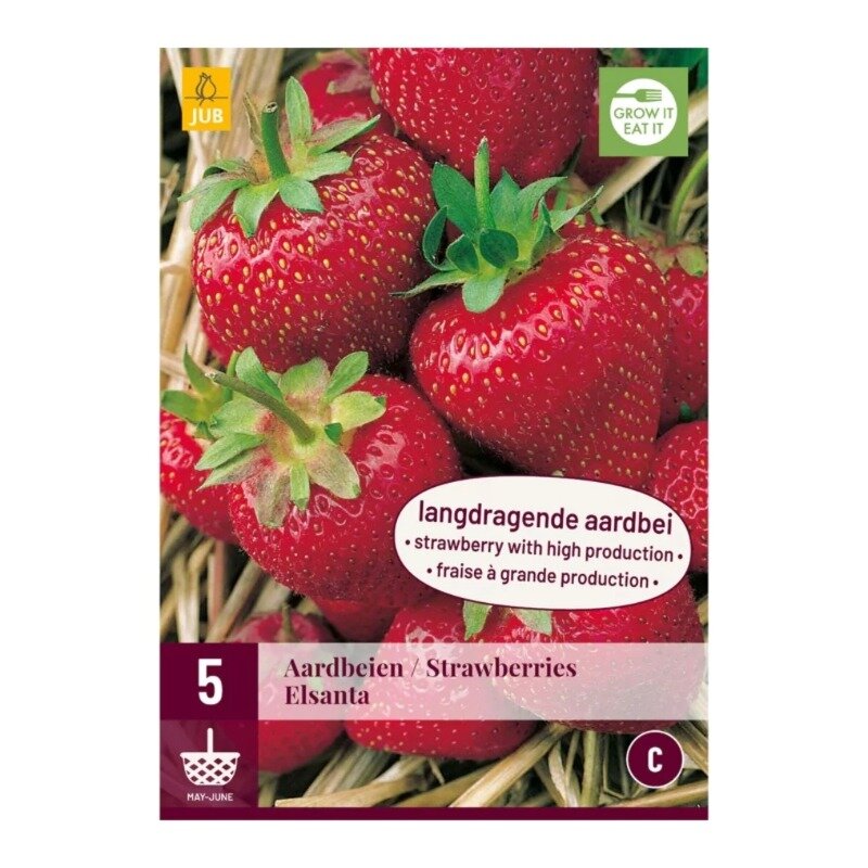 Fragaria fraise Elsanta 