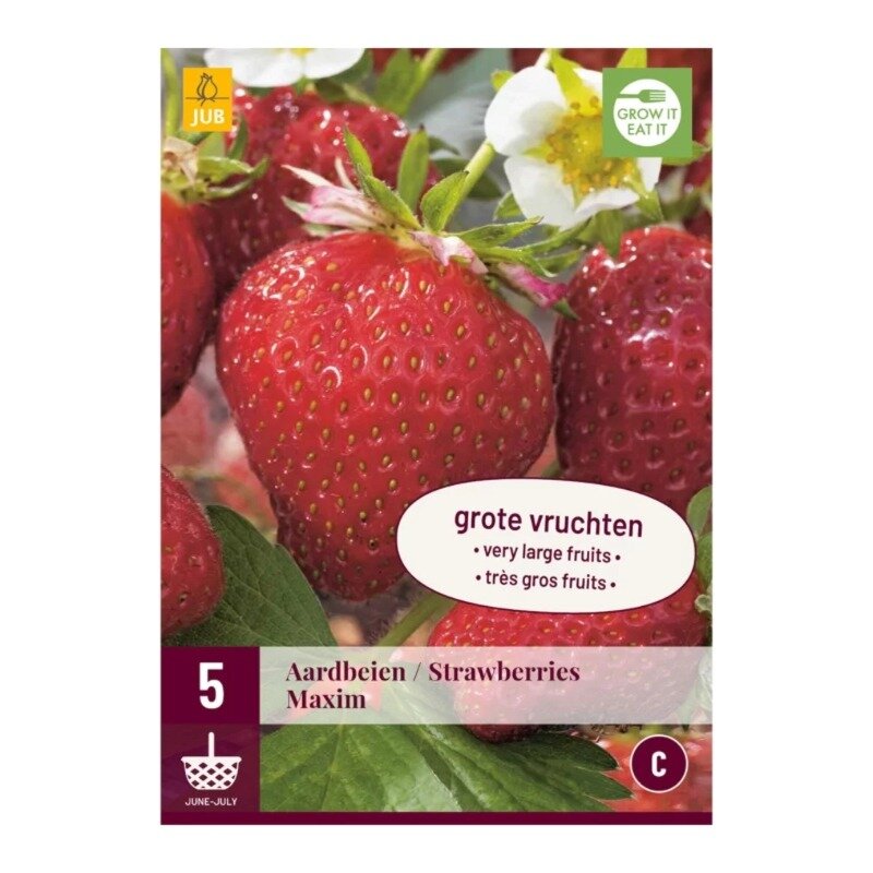 Fragaria fraise Maxim