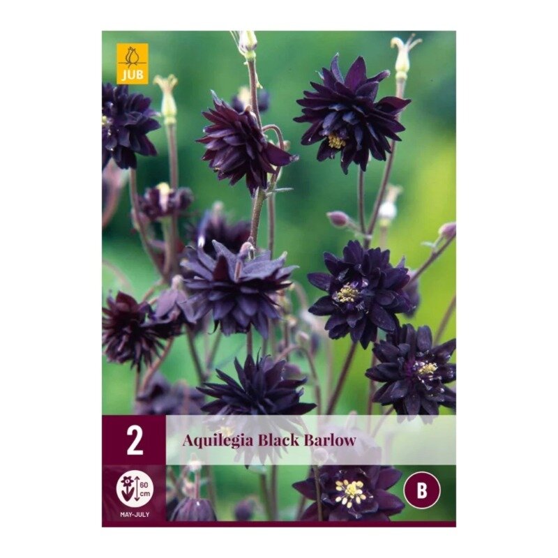 Aquilegia Black Barlow