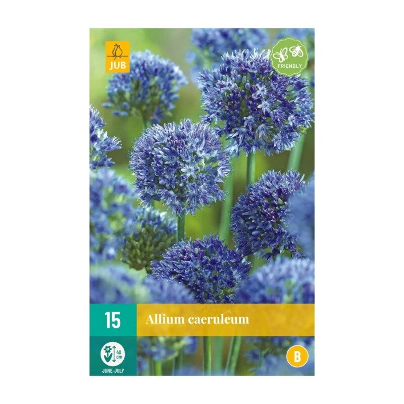 Allium caeruleum (sachet de 15 pièces)